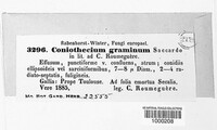 Coniothecium gramineum image